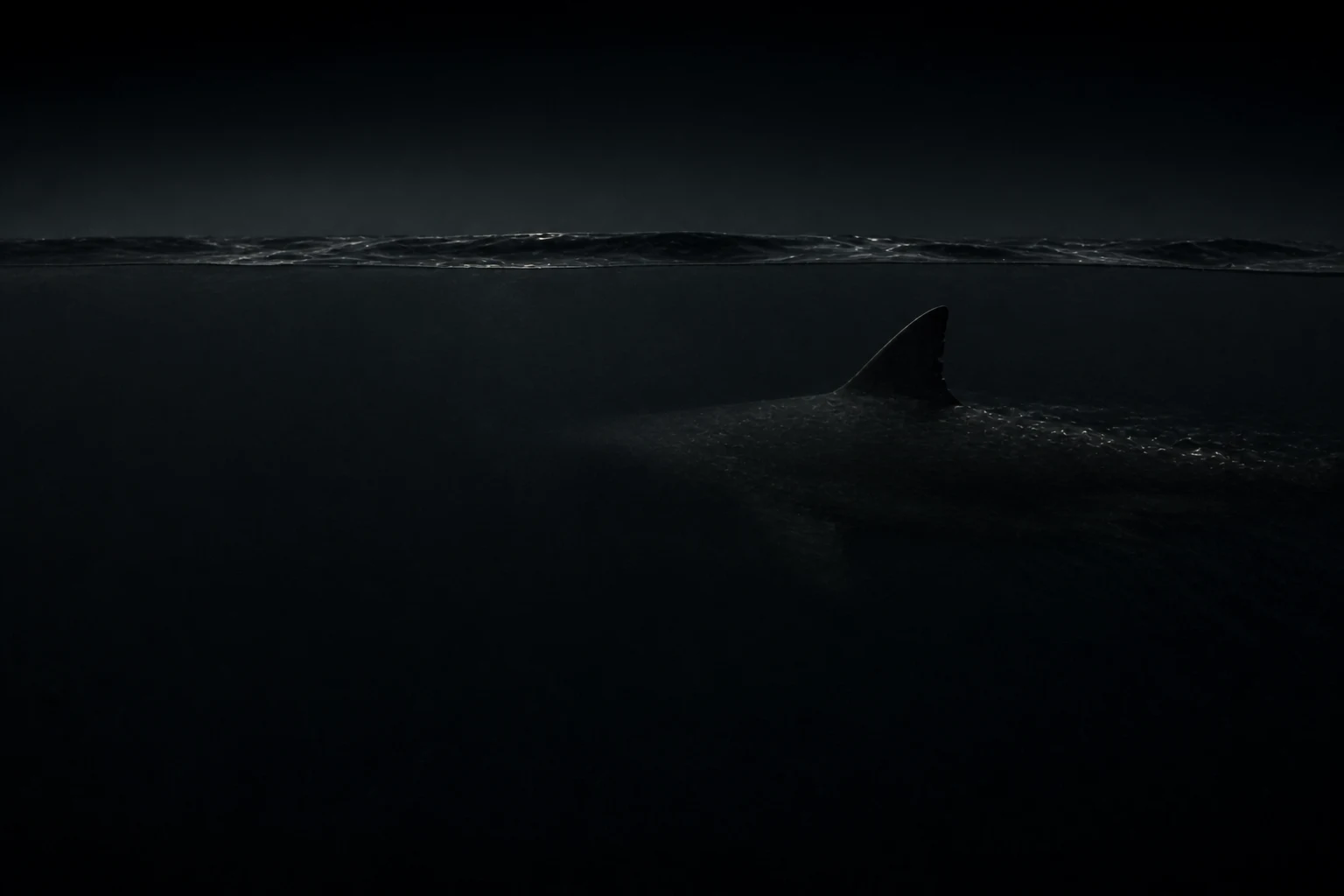 A shark moving quietly beneath a dark ocean surface